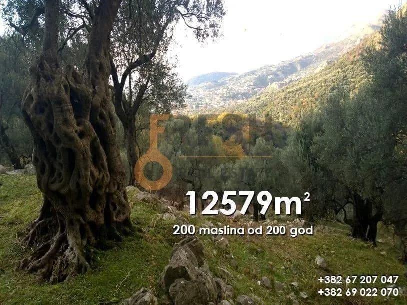Maslinjak sa pogledom na more, 12579m2, Bar, Prodaja