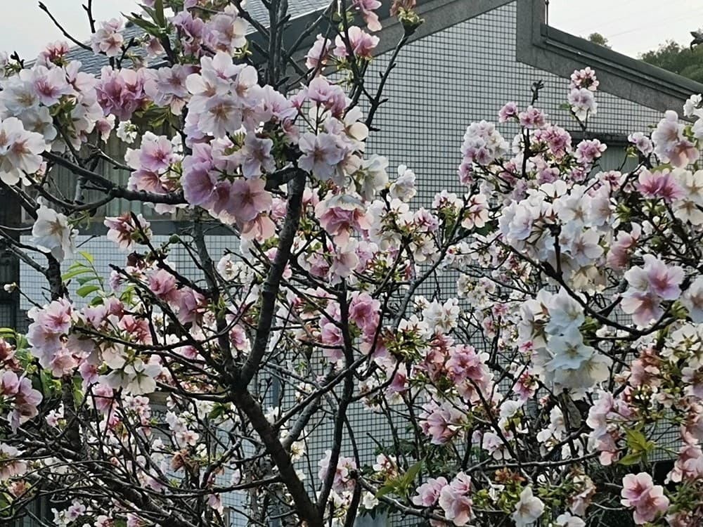 別墅套房，雅房出租