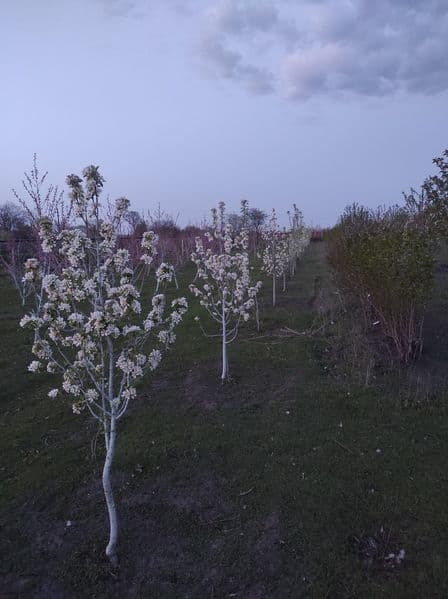 Будинок с Васильків